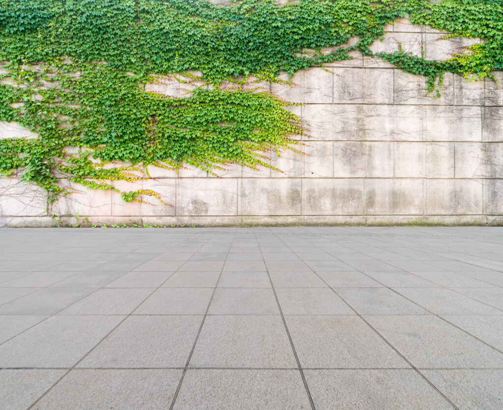 ivy on wall with concrete floor 2023 11 27 04 52 18 utc scaled